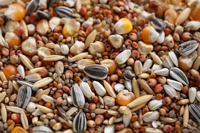 Seed Mix